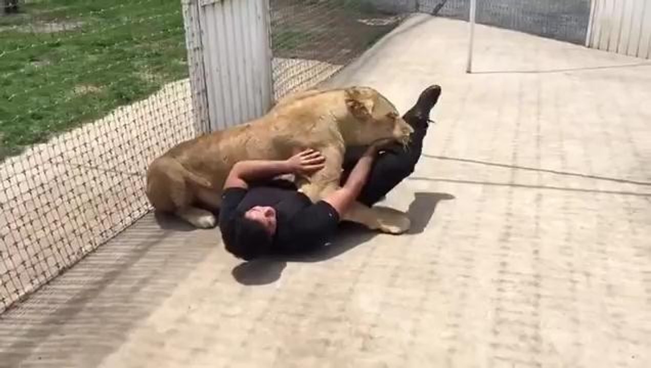 Lion's reaction to the man who adopted her