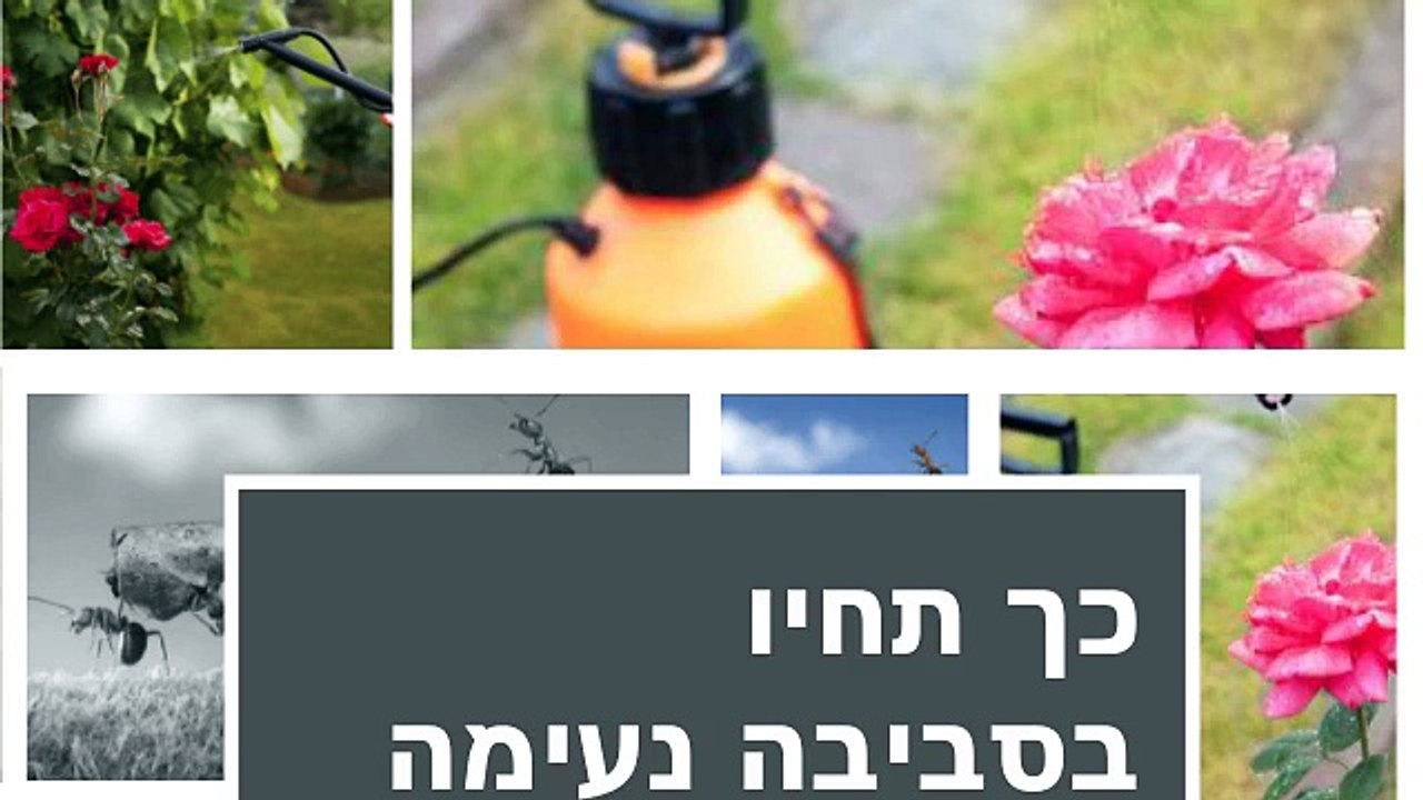 הדברה בירוק