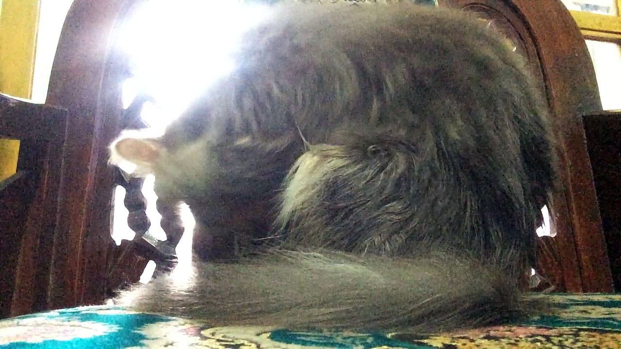 my cat "micky" clean-up