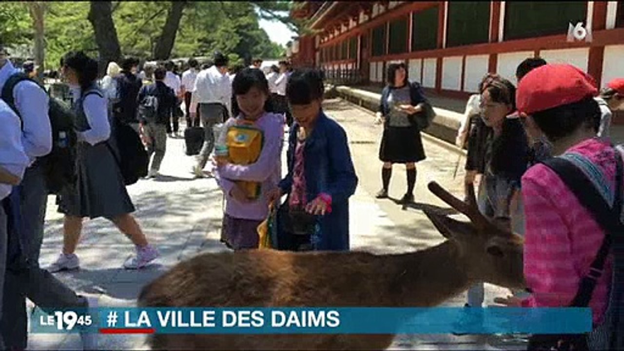 Des milliers de daims vivent en liberté dans un...