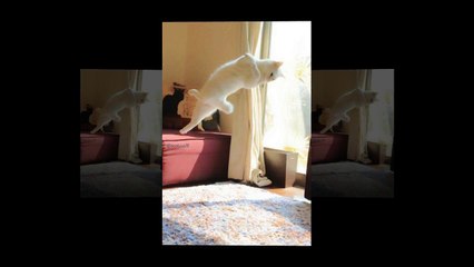 Ballet Cat Dances