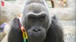 Colo, le plus vieux gorille du monde, est mort à l'âge de 60 ans