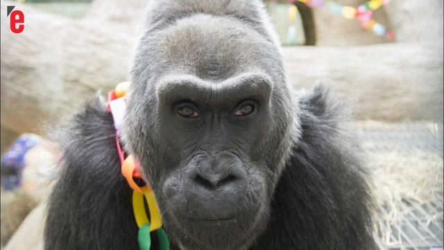 Colo, le plus vieux gorille du monde, est mort à l'âge de 60 ans