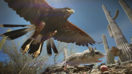 Gizli Krallık 2 Belgeseli izle