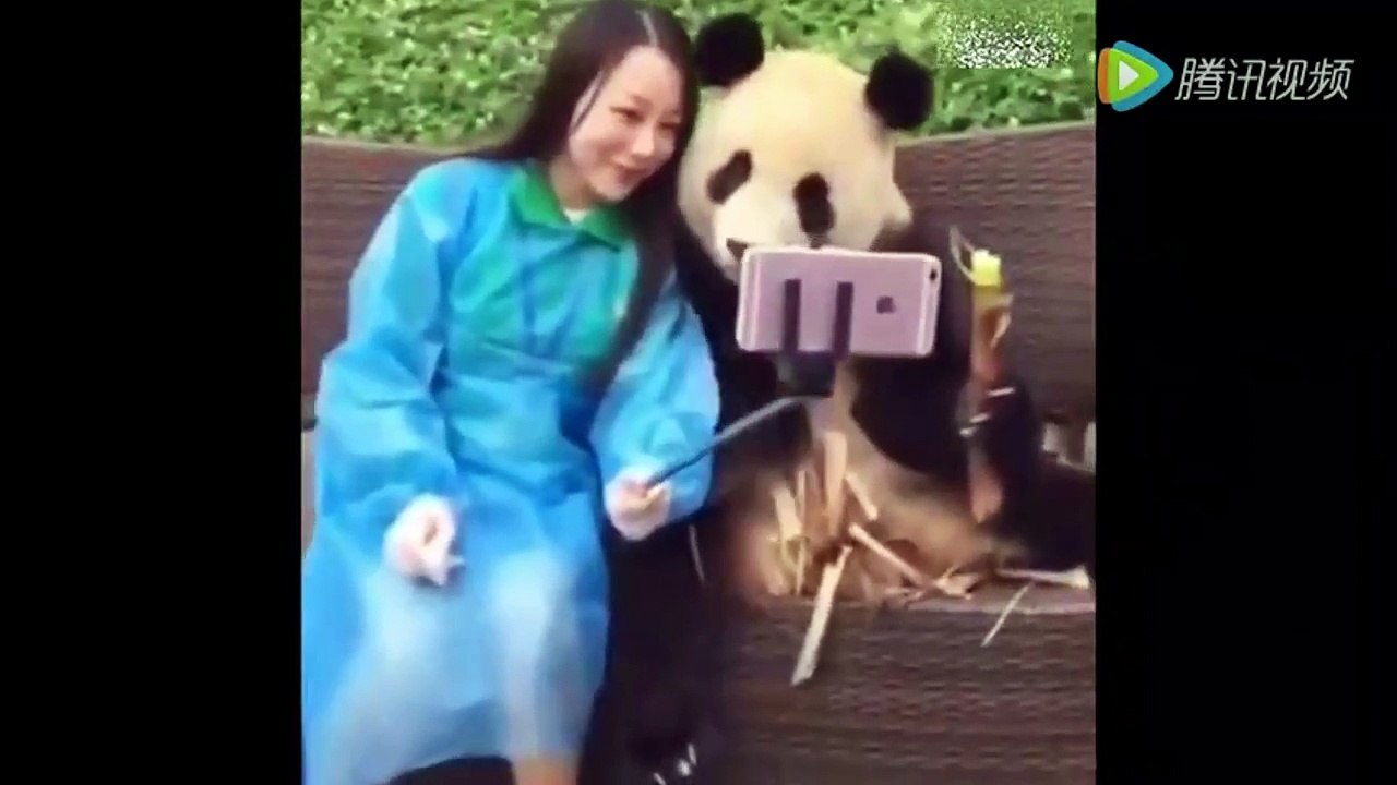Panda que le Gusta los Selfies | NoesFAKE.COM