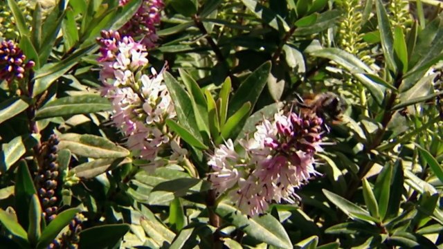 Animal Sapiens - ¡Ahora en alta calidad! (Documental Completo)