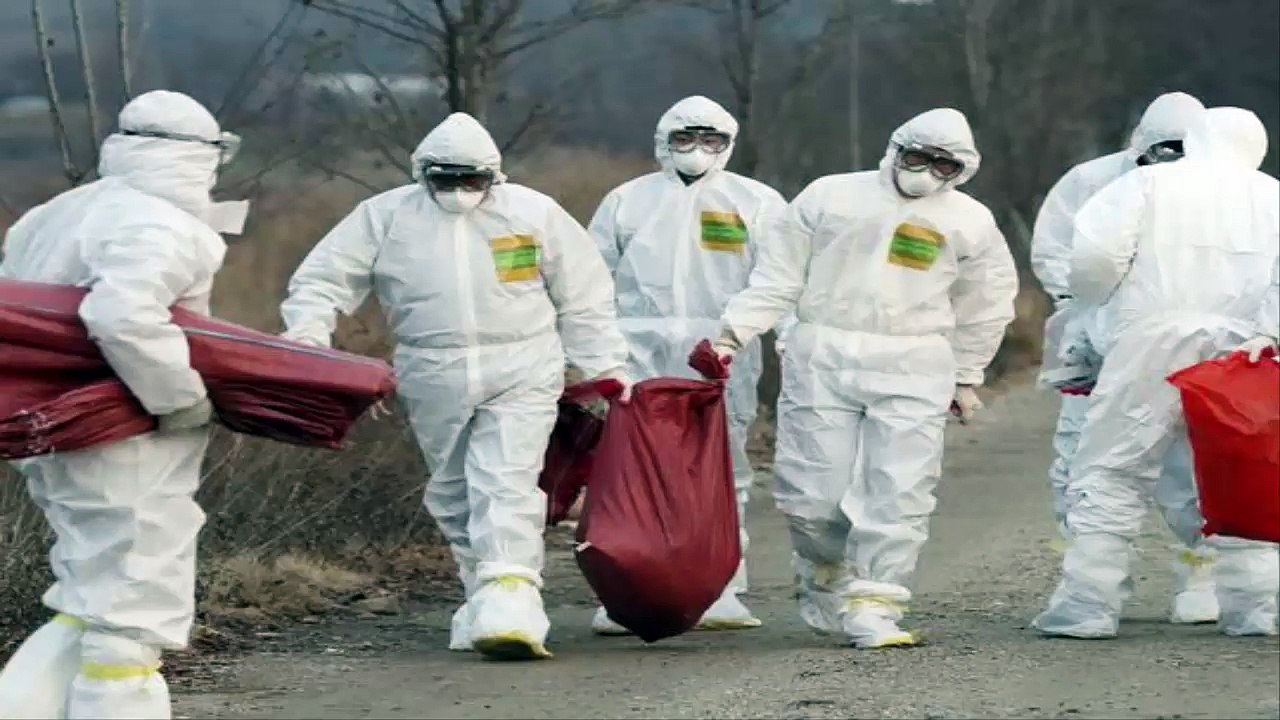 Bird flu plagued South Korea agrees to buy US eggs