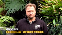 Baby Gorilla Kamina moves to Columbus - Cincinnati Zoo