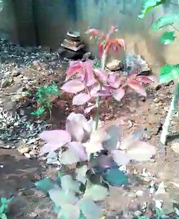 Rose grafting 1