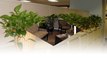 Indoor Plants For Office, Reception Areas & Board Rooms in PA(610.329.3935)