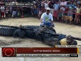 24 Oras: 16-ft na buwaya, nahuli sa Palawan