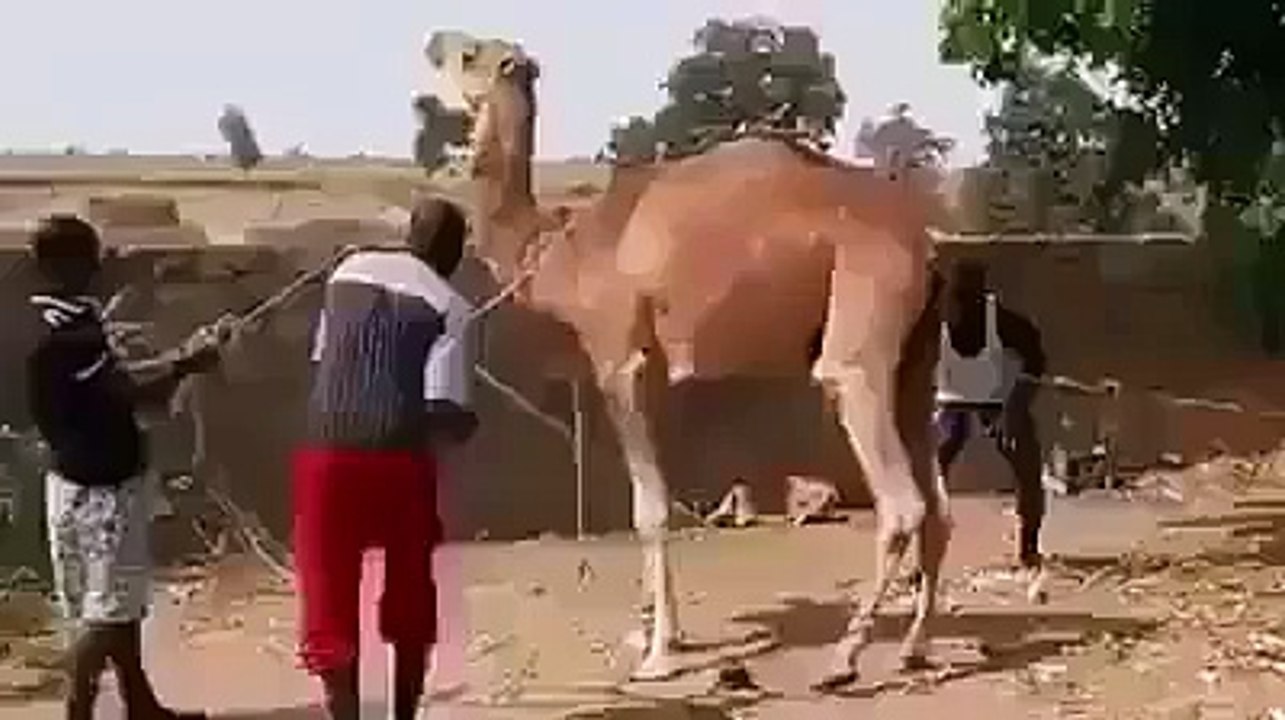 OMG! Angry Camel