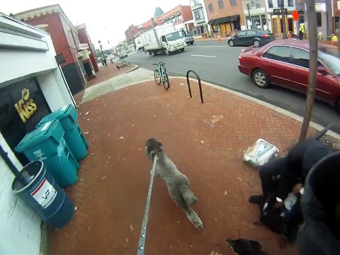 Une promenade en longboard tiré par des chiens
