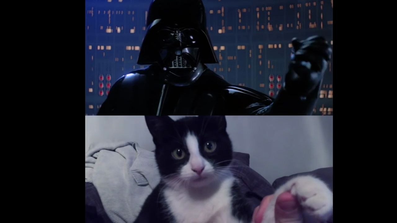 Star Wars avec des chats
