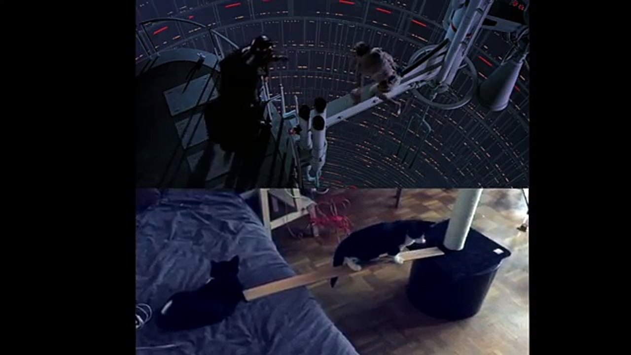 Star Wars avec des chats