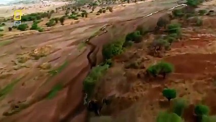 Lions Eat Man (must see)