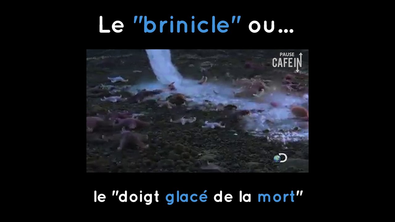 Le brinicle ou le "doigt glacé de la mort"