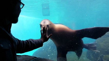 Un homme joue avec une otarie dans un parc aquatique