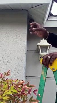 Il détruit un nid de guêpes à mains nues