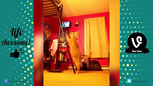 TRY NOT TO LAUGH or GRIN - Funny Animals Fails Compilation 2016 || by Life Awesome