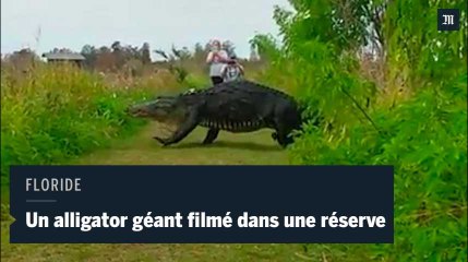 Un énorme alligator filmé dans une réserve naturelle en Floride