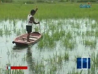 Palayan sa Calasiao, Pangasinan, binaha rin dahil sa ulang dala ng Habagat
