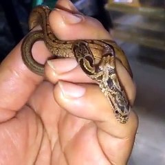 Double Face Snakes Child