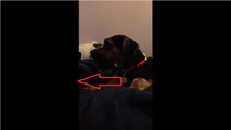 Mom sings lullaby to son, puppy 