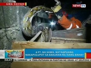 BP: 6 ft. na sawa, nakita sa bakuran ng isang bahay sa Davao City