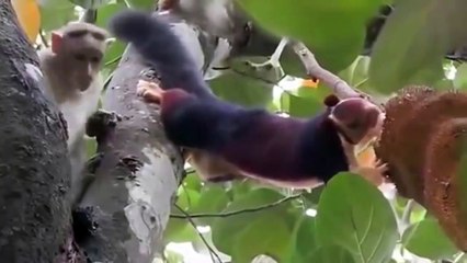 Un singe essaie de chasser un écureuil qui vient manger ses fruits