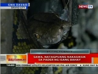 BT: Sawa, natagpuang nakasiksik sa pader ng isang bahay