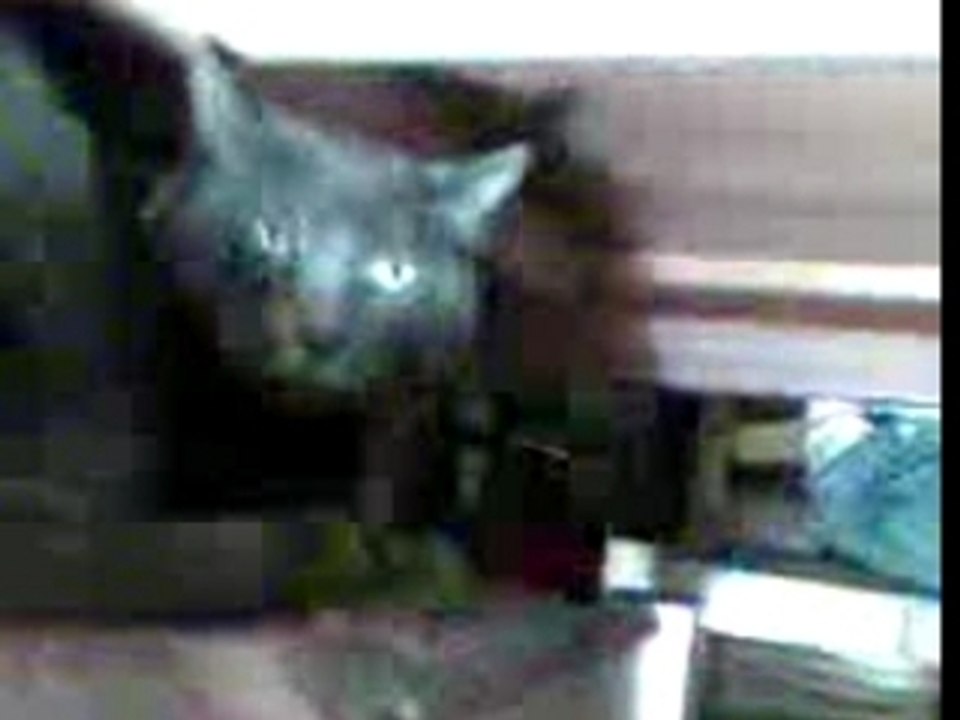 chat fou