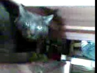 chat fou