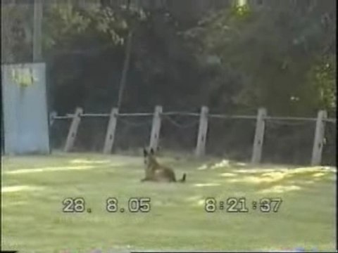 Saint Martin Aux Laerts les Sauts haie fossé palissade