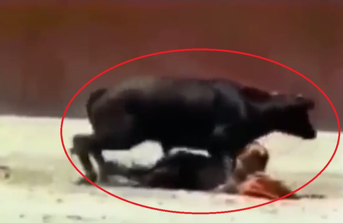 Diminutive female bullfighter is mounted by huge bull. - video Dailymotion