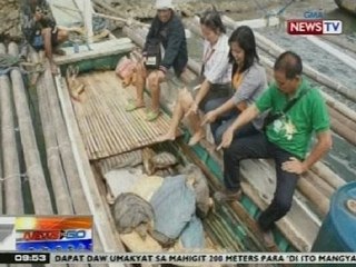 NTG: May 80 pawikan na hinihinalang iligal na ibinebenta, nasabat ng mga pulis sa Palawan