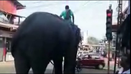 Hathi Mera Sathi 2017 Breaking news witty song based road movie