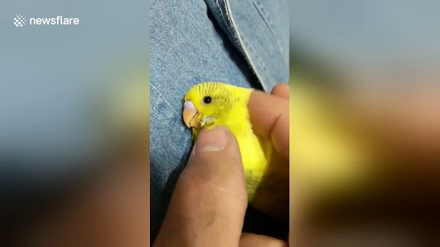 Rescue budgie gets cuddles and scratches before going to sleep
