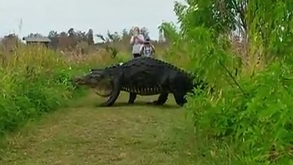 Un alligator géant sort de derrière les arbustes