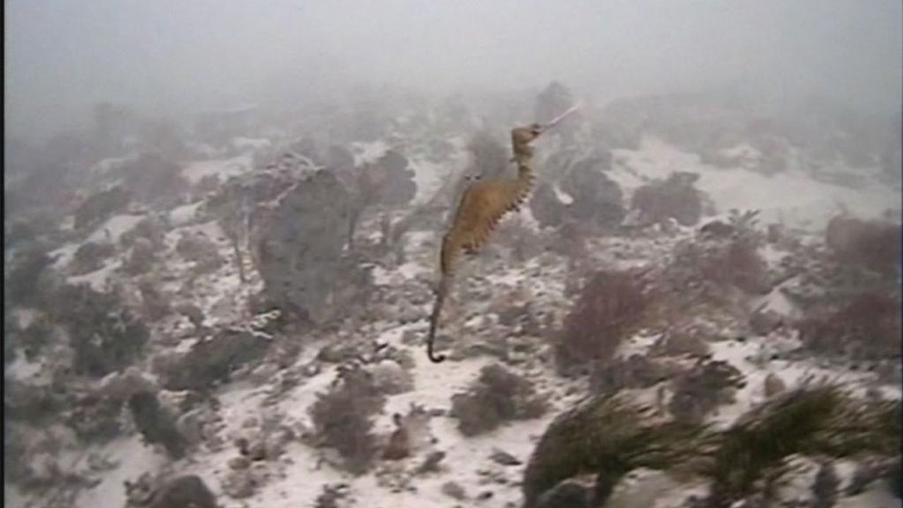 First footage of a new species of seadragon alive in the wild