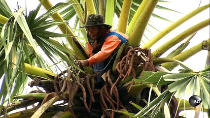 Climbing Trees for Palm Sugar   How It's Made