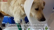 Ce chien errant a été retrouvé mal en point, mais ce qu’ils découvrent est bien plus triste