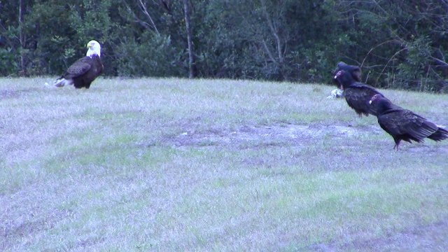 Quand des vautours prennent le poisson d'un aigle