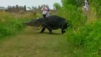 La Policía publica el vídeo de un cocodrilo gigante en Lakeland, Florida