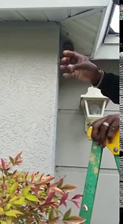 Man Destroys Yellow Jacket Nest With Bare Hands