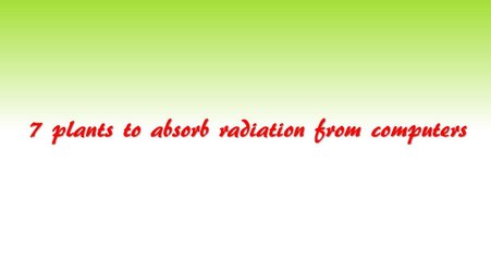 7 Plants To Absorb Radiation From Computers