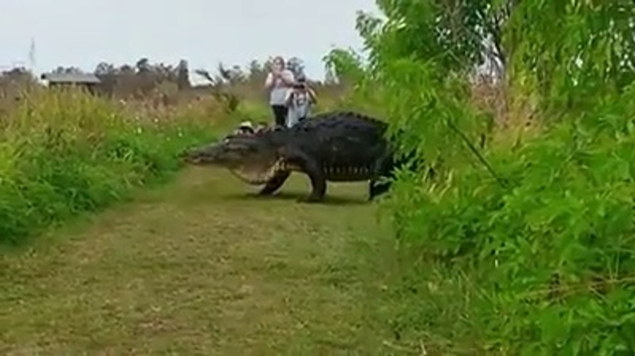 Tu t'attends pas à voir cette bestiole géante sortir des buissons... Alligator géant