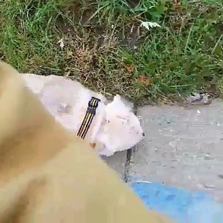 Ce pauvre chien a été abandonné après avoir été piqué par des milliers d'abeilles!