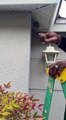 Un homme détruit un nid de guêpes à mains nues