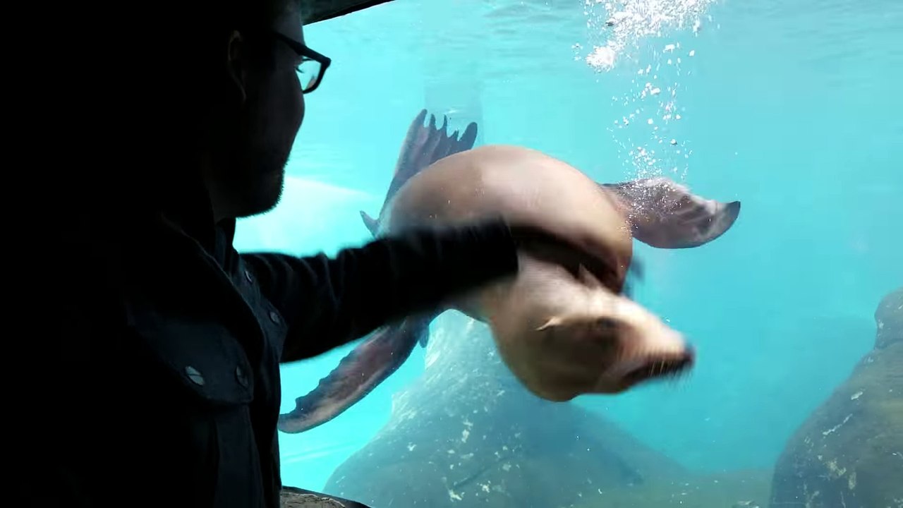 L'otarie la plus docile de St Louis Zoo